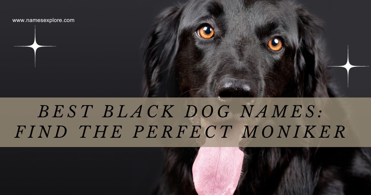 Best Black Dog Names: Find the Perfect Moniker