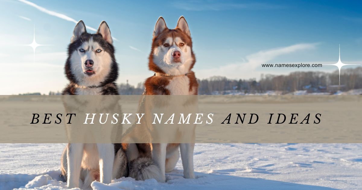 Best Husky Names And Ideas