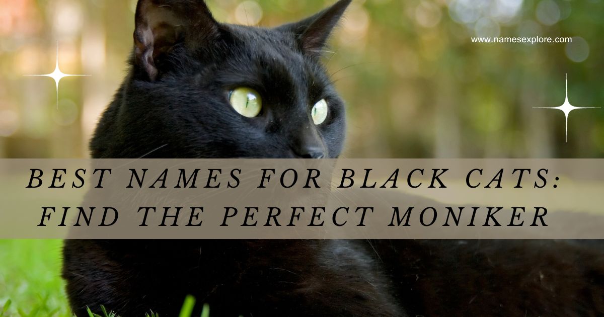 Best Names for Black Cats: Find the Perfect Moniker