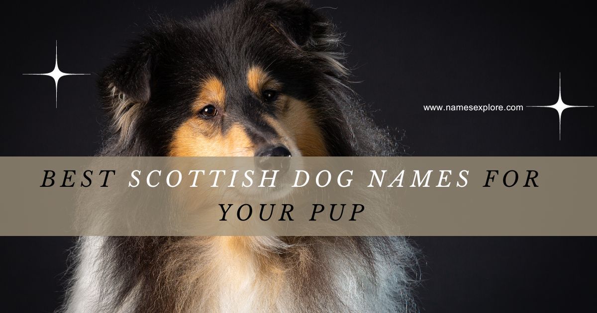 Best Scottish Dog Names for Your Pup